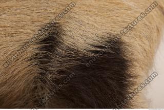 photo texture of fur 0023